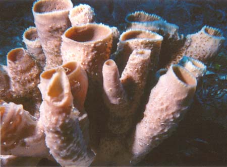 porifera sponges
